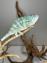 Load image into Gallery viewer, AMBILOBE Panther Chameleon: (E22)
