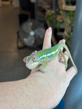 Load image into Gallery viewer, AMBILOBE Panther Chameleon: (E35)
