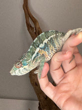 Load image into Gallery viewer, AMBILOBE Panther Chameleon: (E36)
