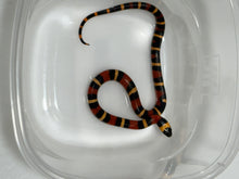 Load image into Gallery viewer, Apricot Pueblan Milk Snake- (MS5)
