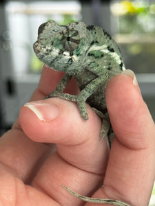 ANKILOBE Panther Chameleon: Ankify x Ambilobe (Q8)