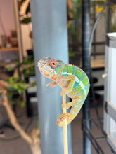 Load image into Gallery viewer, AMBILOBE Panther Chameleon: (E9)
