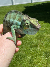 Load image into Gallery viewer, AMBANJA Panther Chameleon: (C4)
