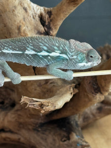 AMBILOBE Panther Chameleon: Frank x Sandy (E11)