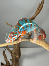 Load image into Gallery viewer, AMILOBE Panther Chameleon: (J1)
