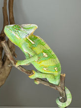 Load image into Gallery viewer, *LAST ONE* MALE Veiled Chameleon
