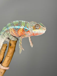 AMBILOBE Panther Chameleon male: (E7)