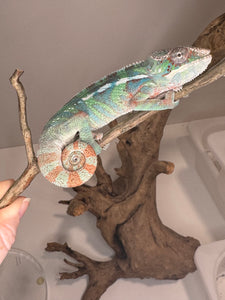 AMBILOBE Male Panther Chameleon: (E14)