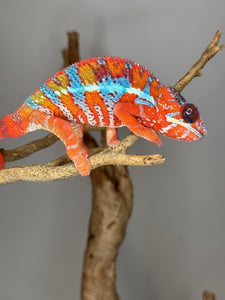 AMBILOBE Panther Chameleon: (E16)