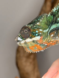 AMBILOBE Panther Chameleon: (J3)