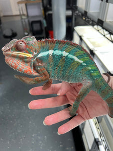 Ambilobe Panther Chameleon Riot/JJ/Bolt