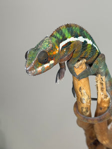 AMILOBE Panther Chameleon: (E16)