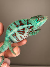 Load image into Gallery viewer, AMBANJA Panther Chameleon: (E8)
