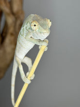 Load image into Gallery viewer, NOSY BE FEMALE Panther Chameleon: Neptune x Marina 🚺 (S2)
