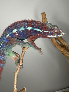 AMBANJA Panther Chameleon: (E15)