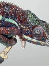 Load image into Gallery viewer, AMBANJA Panther Chameleon: (E15)
