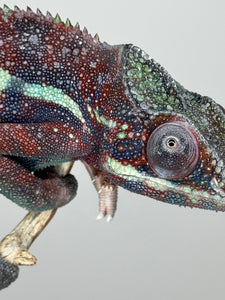 AMBANJA Panther Chameleon: (E15)