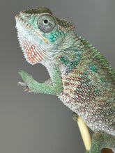 Load image into Gallery viewer, Ambilobe Male Panther Chameleon: Flash x Opal (E13)
