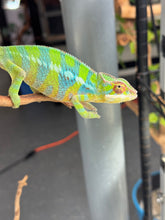 Load image into Gallery viewer, AMBILOBE Panther Chameleon: (E12)
