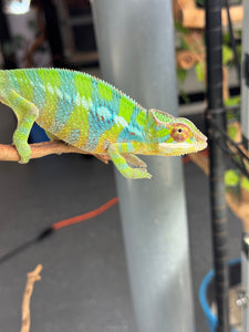 AMBILOBE Panther Chameleon: (E12)