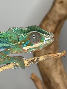 AMBILOBE Panther Chameleon: (J3)