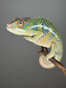 AMBILOBE Panther Chameleon: (E6)