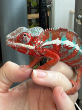 Load image into Gallery viewer, AMILOBE Panther Chameleon: (J7)
