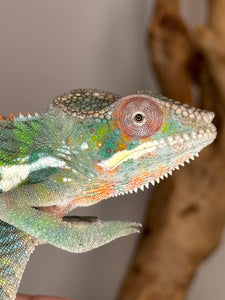 AMBILOBE Panther Chameleon: (E11)