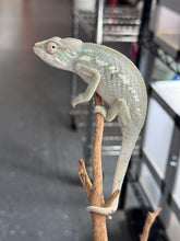 Load image into Gallery viewer, AMBILOBE FEMALE Panther Chameleon: 🚺 (E30)
