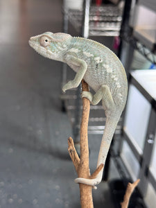 AMBILOBE FEMALE Panther Chameleon: 🚺 (E30)