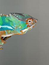 Load image into Gallery viewer, Ambilobe Panther Chameleon – Male | Flash Jr. × Aslan Clutchmate Holdback | E3
