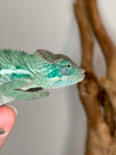 Load image into Gallery viewer, AMBANJA Panther Chameleon: (E4)
