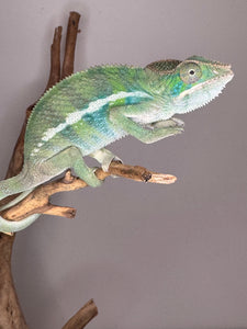 AMBILOBE Panther Chameleon: (E7)