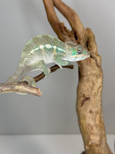 Load image into Gallery viewer, SURPRISE! Panther Chameleon: (E32)
