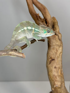 SURPRISE! Panther Chameleon: (E32)