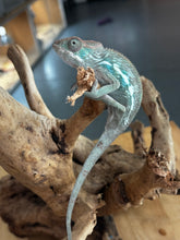 Load image into Gallery viewer, AMBILOBE Panther Chameleon: Frank x Sandy (E11)
