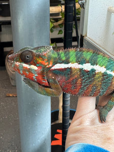 AMILOBE Panther Chameleon: (E16)