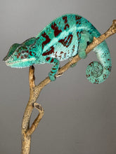 Load image into Gallery viewer, AMBANJA Panther Chameleon: (E8)
