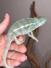 Load image into Gallery viewer, AMBILOBE Panther Chameleon: (E7)
