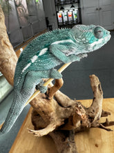 Load image into Gallery viewer, AMBILOBE Panther Chameleon: Frank x Sandy (E10)
