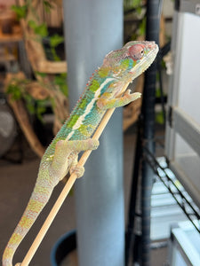 AMBILOBE Panther Chameleon: (E35)