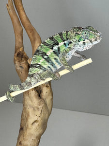 Ambilobe Male Panther Chameleon: Flash x Opal (E18)