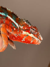 Load image into Gallery viewer, AMILOBE Panther Chameleon: (J7)
