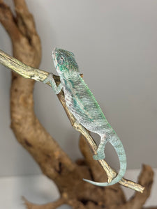 Designer Panther Chameleon: (E16)