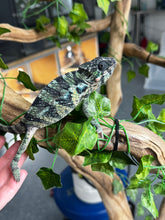 Load image into Gallery viewer, AMBILOBE Male Panther Chameleon: (E34)
