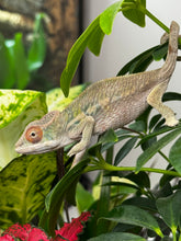 Load image into Gallery viewer, AMBILOBE male panther chameleon: Flash x Opal (R3)
