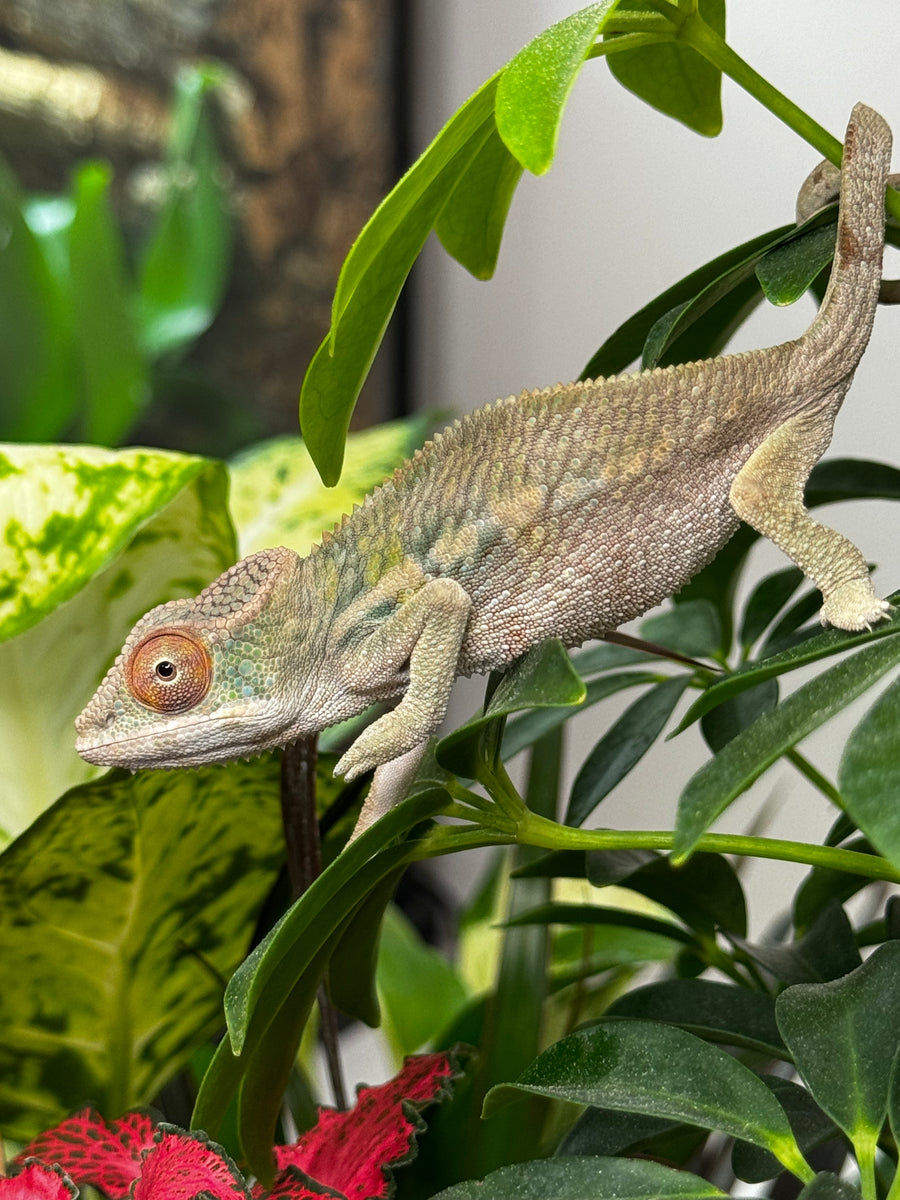 AMBILOBE male panther chameleon: Flash x Opal (R3) – FramsChams Panther ...