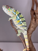 Load image into Gallery viewer, AMBILOBE Panther Chameleon: (E16)
