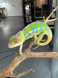 AMBILOBE Panther Chameleon: (E12)