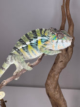 Load image into Gallery viewer, AMBILOBE Panther Chameleon: (E16)
